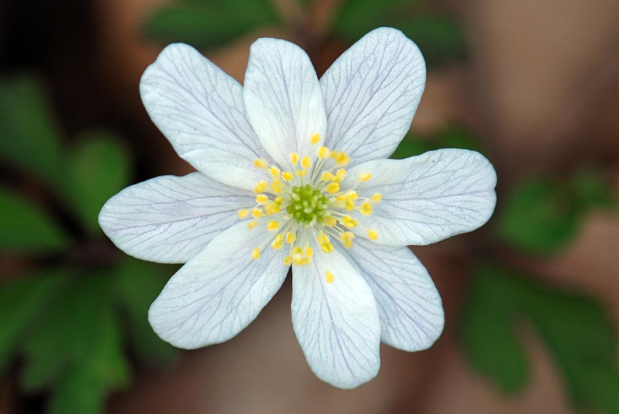 Anemonoides nemorosa / Anemone dei boschi